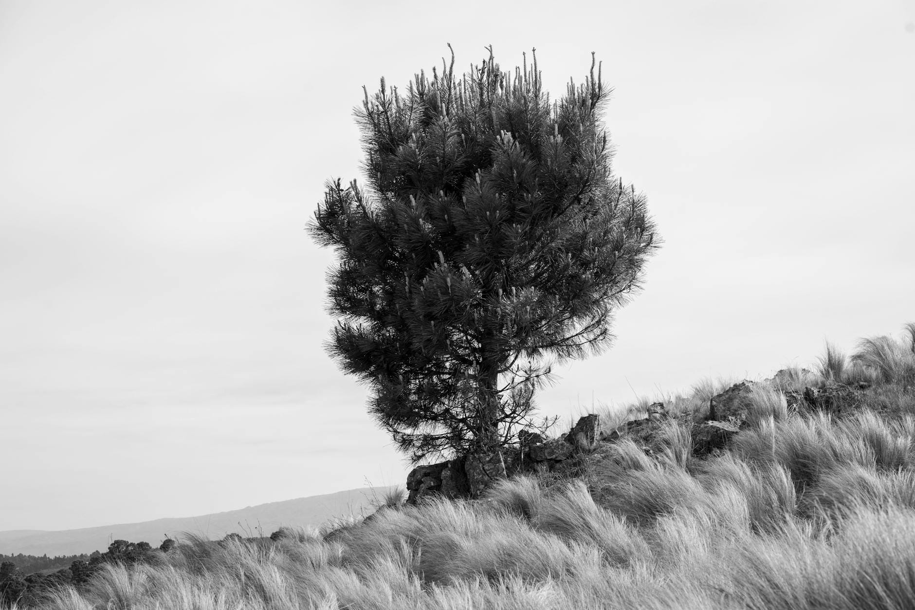 Samotna sosna na wietrznej łące w czarno-białym kadrze